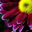 The Flower